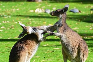 in-fighting